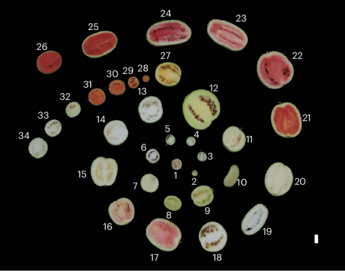 simonmaechling's tweet photo. The watermelon we enjoy today, evolved from a bitter, wild fruit to a sweet, juicy treat through human ingenuity.  

Researchers have recently revealed the vast genetic diversity harnessed over millennia to create the modern watermelon.

https://t.co/StVODtjjZ8 https://t.co/vZuzX6te4H