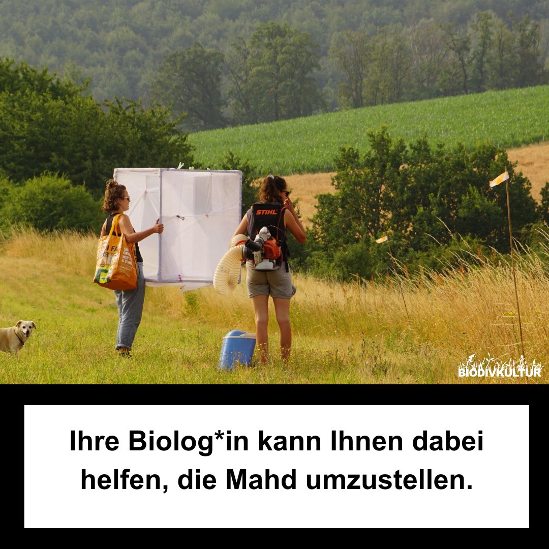 Für eine insektenschonendere #Mahd werden ungemähte Refugien stehen gelassen, die Mahdvorgänge reduziert &amp; auf weniger schädliches Mähwerk umgestellt. Wer Hilfe bei der Umstellung braucht, erfährt viel auf unserer Website biodivkultur.de oder unter insektentaschenrechner.de