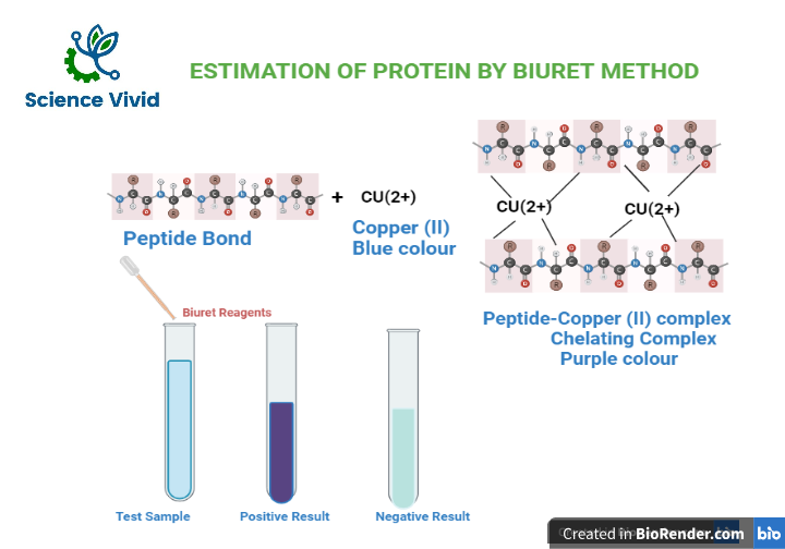 SCIENCEVIVID2's tweet photo. "Estimation of Protein by Biuret Method: Principle, Procedure, Observation Table, Result"
The is a colorimetric estimation technique that is specific for proteins and peptides used for estimation of protein. 
https://t.co/yRdm0tKSO9
#sciencevivid  #protein https://t.co/lqSFa8YybM