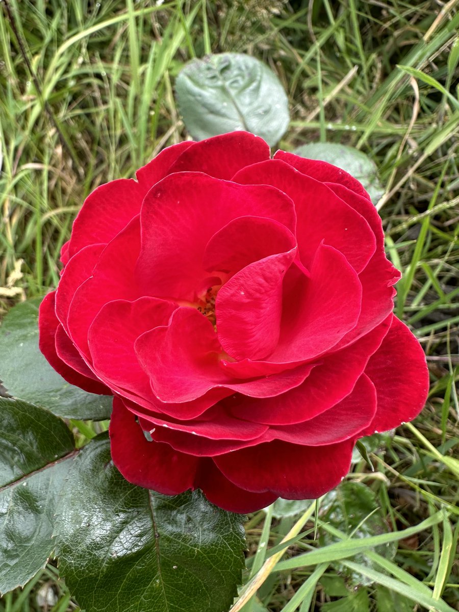 Here you are my friend...a rose for you.