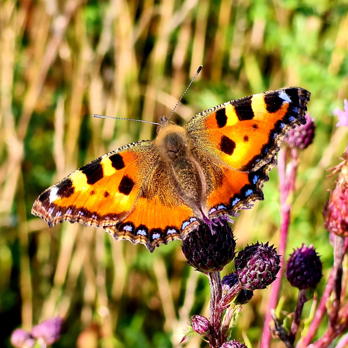 Sybille Unsicker (@sybilleunsicker) on Twitter photo We are hiring! Only 8 days left to apply for the #PhD position @jena_experiment on the role of #plant #volatiles in the context of #biodiversity #ecosystem #functions <a href="/kieluni/">Universität Kiel CAU 🎓</a> . More info
uni-kiel.de/personal/de/st… We are hiring! Only 8 days left to apply for the #PhD position @jena_experiment on the role of #plant #volatiles in the context of #biodiversity #ecosystem #functions <a href="/kieluni/">Universität Kiel CAU 🎓</a> . More info
uni-kiel.de/personal/de/st…