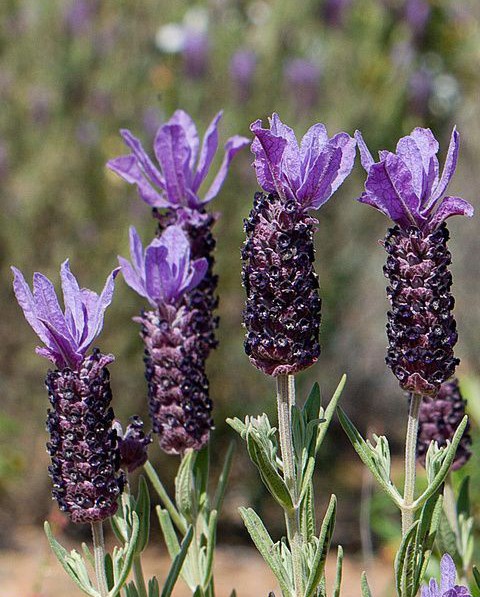 Rosmaninho, portuguese lavander 
(Lavandula stoechas ssp. luisieri)
#FlowersOnX  #MondayInspiration 🇵🇹