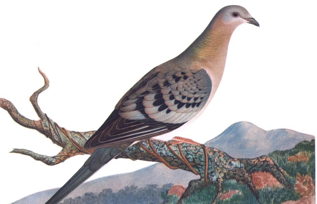 Pity the passenger pigeon, by <a href="/hwbrands/">H. W. Brands</a> open.substack.com/pub/hwbrands/p…