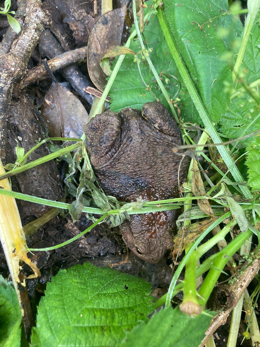 Hartpury University Animal and Agriculture (@hartpuryunianag) on Twitter photo Great to see a common #toad this morning on <a href="/Hartpury/">Hartpury University and Hartpury College</a> campus during a #reptile transect. Unfortunately toads are declining due to #habitat loss and human infrastructure, so it's great to see a healthy one on campus! Photo <a href="/AnthonyLowney/">Anthony Lowney</a> Great to see a common #toad this morning on <a href="/Hartpury/">Hartpury University and Hartpury College</a> campus during a #reptile transect. Unfortunately toads are declining due to #habitat loss and human infrastructure, so it's great to see a healthy one on campus! Photo <a href="/AnthonyLowney/">Anthony Lowney</a>