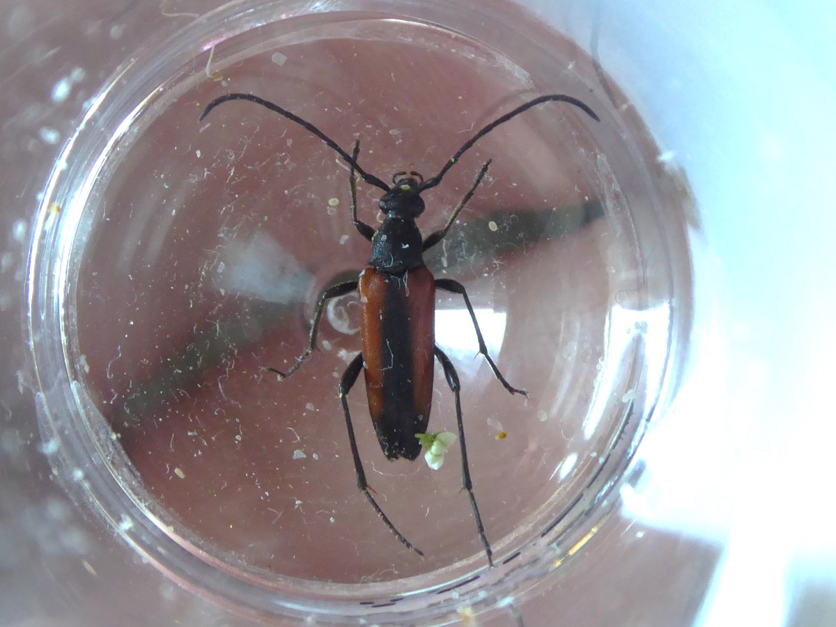 Chris Foster (@hatbirder) on Twitter photo On the plus side: three for <a href="/NLonghornRS/">National Longhorn Beetle Recording Scheme</a> at <a href="/UniofReading/">Uni of Reading</a> today: Rutpela maculata (showing beetle pollination potential nicely), Stenurella melanura and (not pictured) Pseudovadonia livida On the plus side: three for <a href="/NLonghornRS/">National Longhorn Beetle Recording Scheme</a> at <a href="/UniofReading/">Uni of Reading</a> today: Rutpela maculata (showing beetle pollination potential nicely), Stenurella melanura and (not pictured) Pseudovadonia livida