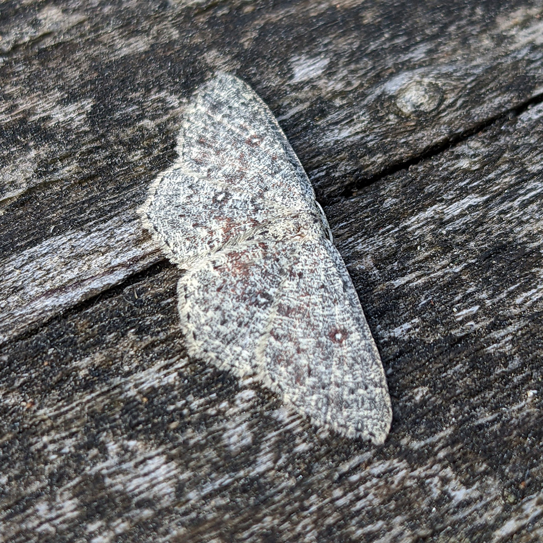 The #DingyMocha #moth lives in damp grasslands, heathlands and woodland rides in southern England. Their habitats in Wareham and Ringwood benefit from our ride edge management.

#InsectWeek #DorsetForests #WildlifeWednesday #CyclophoraPendularia

📷 Philip Saunders