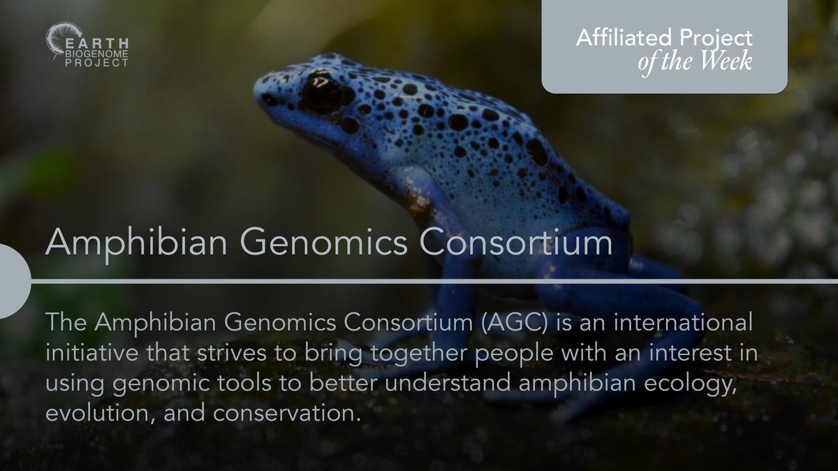 We are so happy to have Amphibian Genomics Consortium as our Affiliated Project of the Week 🥳

🐸Comment below: What is your favorite amphibian?

mvs.unimelb.edu.au/amphibian-geno…

#biodiversity #conservation #womeninstem