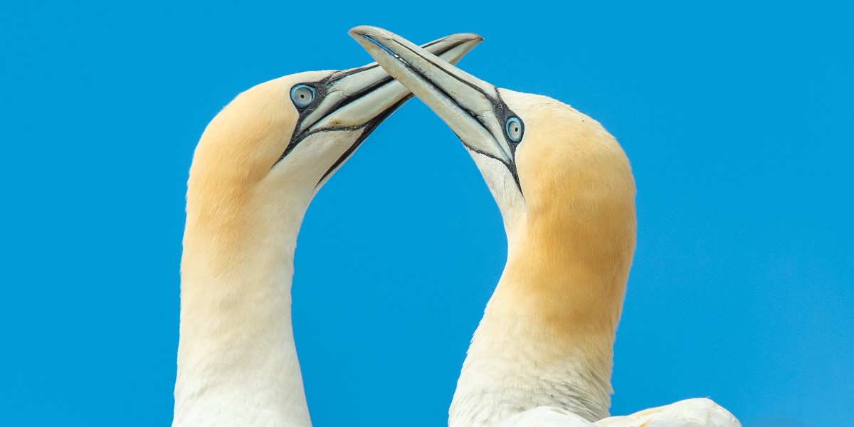 SWAROVSKI OPTIK (@swarovskioptik) on Twitter photo 🌅👀 Dive into the world of the Northern Gannets at Hermaness, UK, as <a href="/shetlandnature/">Brydon Thomason</a> reveals the breathtaking beauty of these elegant birds.
😏 Join him on this epic adventure: swarop.tk/08j
#gobirding 🌅👀 Dive into the world of the Northern Gannets at Hermaness, UK, as <a href="/shetlandnature/">Brydon Thomason</a> reveals the breathtaking beauty of these elegant birds.
😏 Join him on this epic adventure: swarop.tk/08j
#gobirding