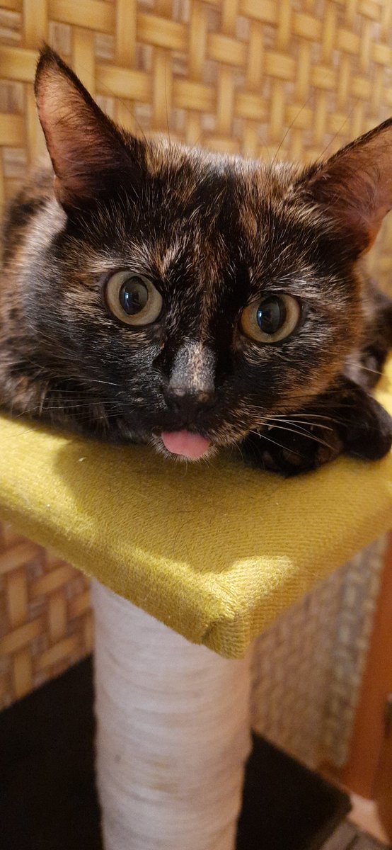 lolo_peng's tweet photo. @matilda_bzden Коть и кошщька https://t.co/xOq09pOCxV