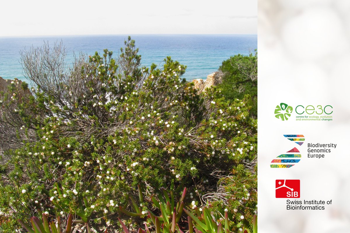CE3C (@ce3cresearch) on Twitter photo ⚪🧬 CE3C researchers won a case study project for reference genome annotation of the white crowberry (Corema album), highlighting the use of #genomics in #biodiversity research and #conservation! Congrats👏
<a href="/BioGenEurope/">Biodiversity Genomics Europe (BGE)</a> <a href="/REA_research/">European Research Executive Agency</a> <a href="/SBFI_CH/">SBFI SEFRI SERI</a> <a href="/ISBSIB/">SIB</a> <a href="/EUgreenresearch/">EU green research</a> ⚪🧬 CE3C researchers won a case study project for reference genome annotation of the white crowberry (Corema album), highlighting the use of #genomics in #biodiversity research and #conservation! Congrats👏
<a href="/BioGenEurope/">Biodiversity Genomics Europe (BGE)</a> <a href="/REA_research/">European Research Executive Agency</a> <a href="/SBFI_CH/">SBFI SEFRI SERI</a> <a href="/ISBSIB/">SIB</a> <a href="/EUgreenresearch/">EU green research</a>