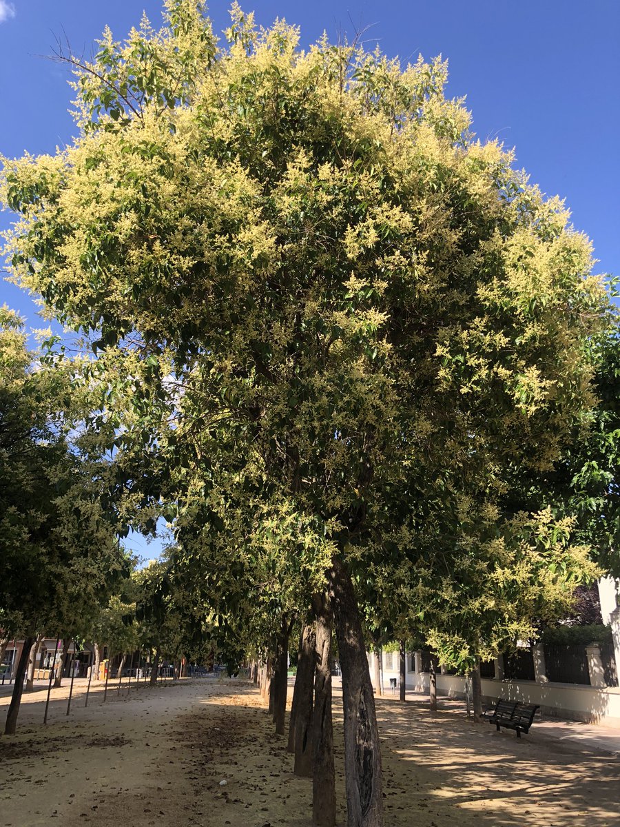 Es estas fechas está polinizando el aligustre, de la familia de las Oleáceas (como el olivo). A diferencia del olivo, su polen no se dispersa por lo q los pacientes deben estar muy próximos al árbol para reactivar sus síntomas.