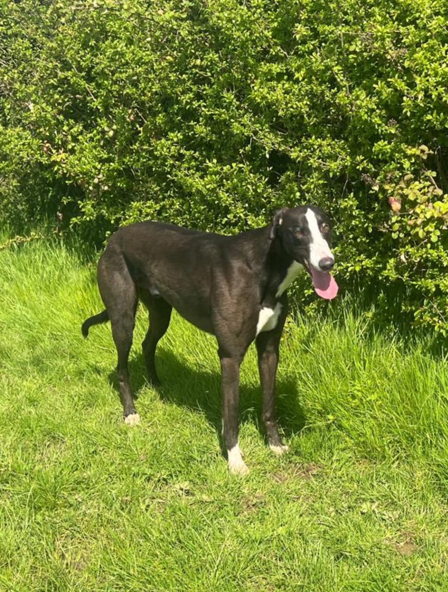 ProtheroeTerry's tweet photo. #FlashRichthejourney continues Saturday @perrybarrdogs with Our Flash making his comeback run after his injury ,Exciting and nervous at the same time .Big thanks to #ianwalker @Bwalker1311 #Debs for getting our Flash Back ❤️ @ProtheroeSarah @Davidtitterton1 @GarthAlan https://t.co/G32HNp2iAF