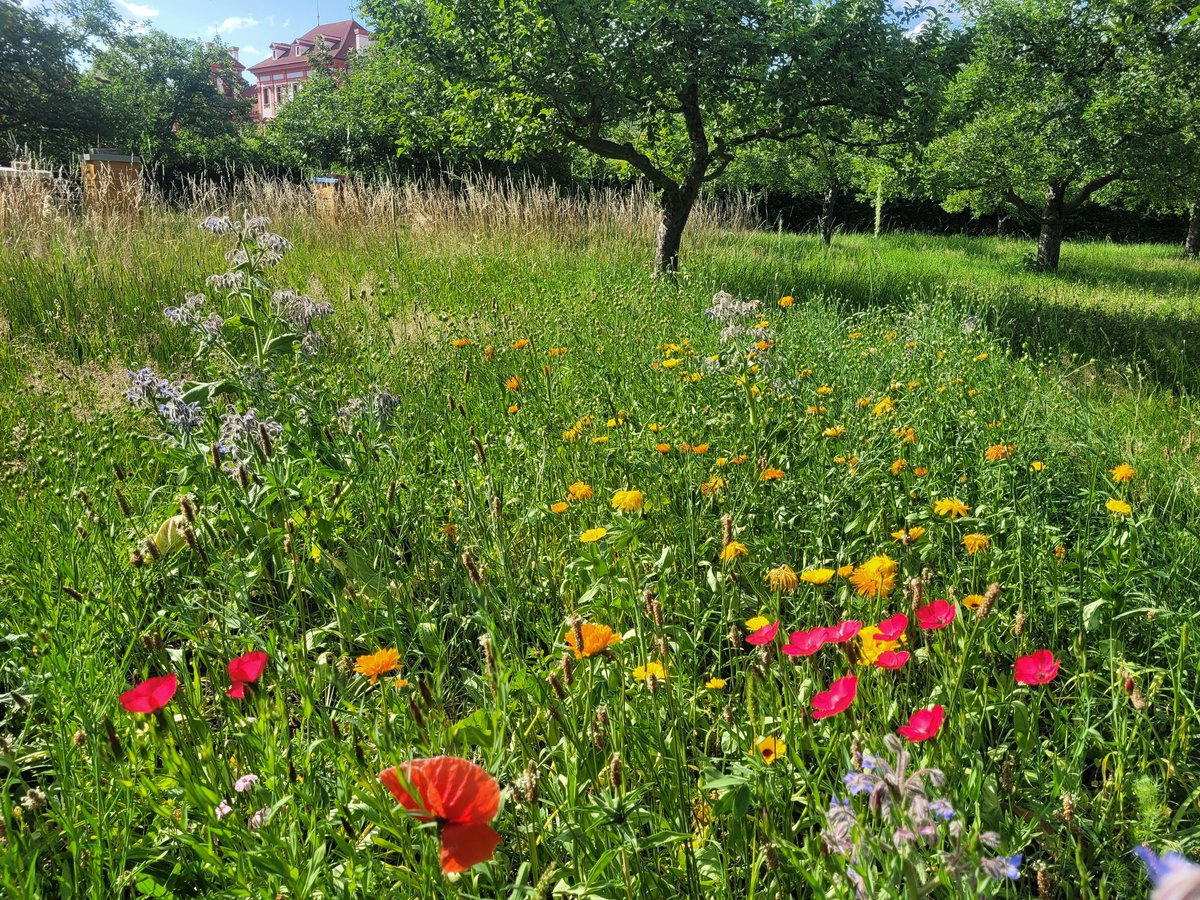 LucieH_GHMP's tweet photo. ..jungle around #TrojaChateau (#PragueCityGallery #GHMP #Prague7) today.. 🌼☀️🍀🪻🌸💮🏵🪷
#ARTisWild🦋🐞🐝🐜🦎 https://t.co/2uAjXDWJMc