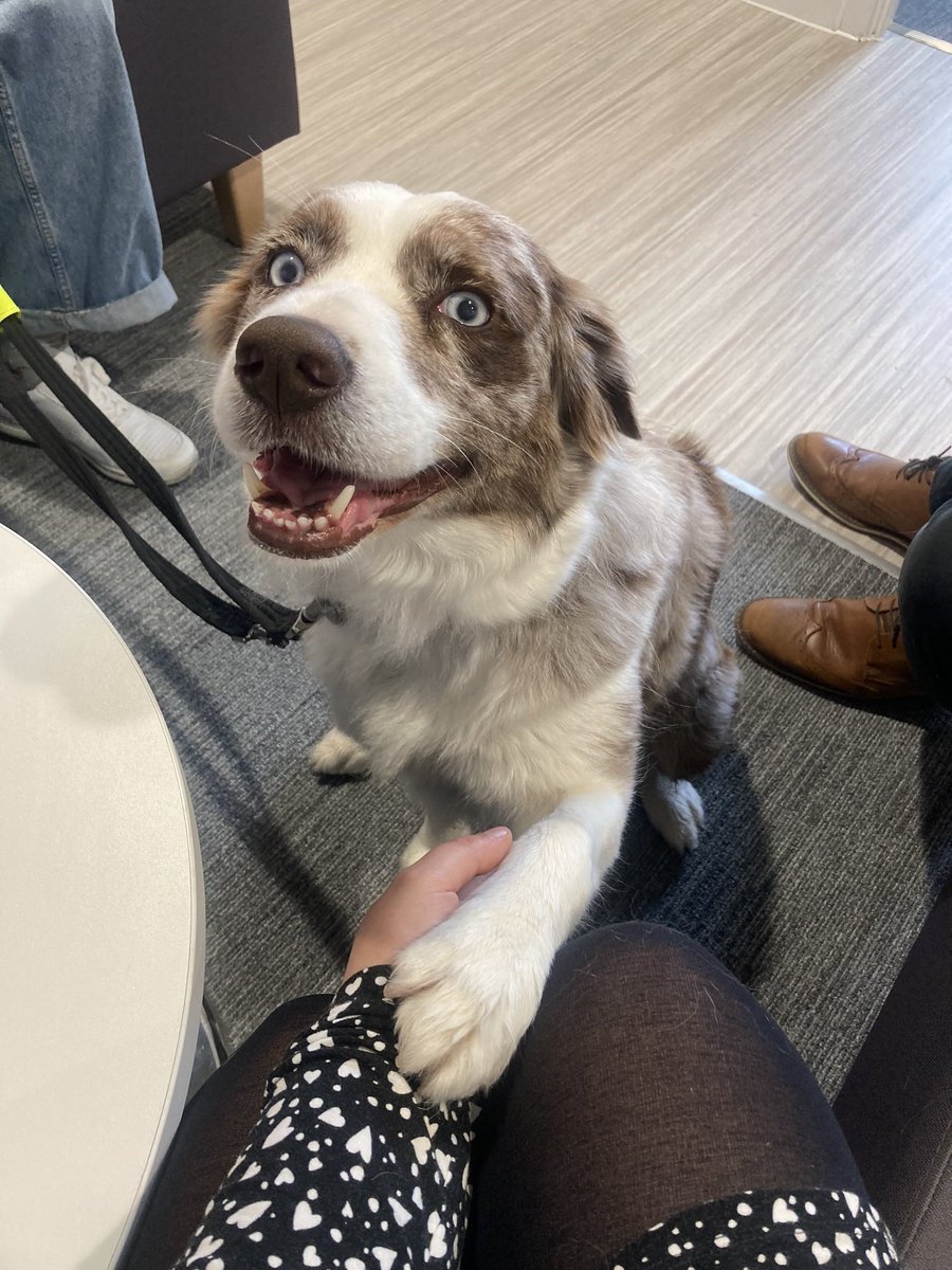 SinclairAcadEng's tweet photo. Lovely to have Lesley from @CanineConcern and the beautiful Bonnie back in today for a visit 😍 great to chat through some exciting plans of Bonnie working in our school as a therapy dog in the future 🫶🏻🤩🐾💜 https://t.co/Gzhv1tKrsd