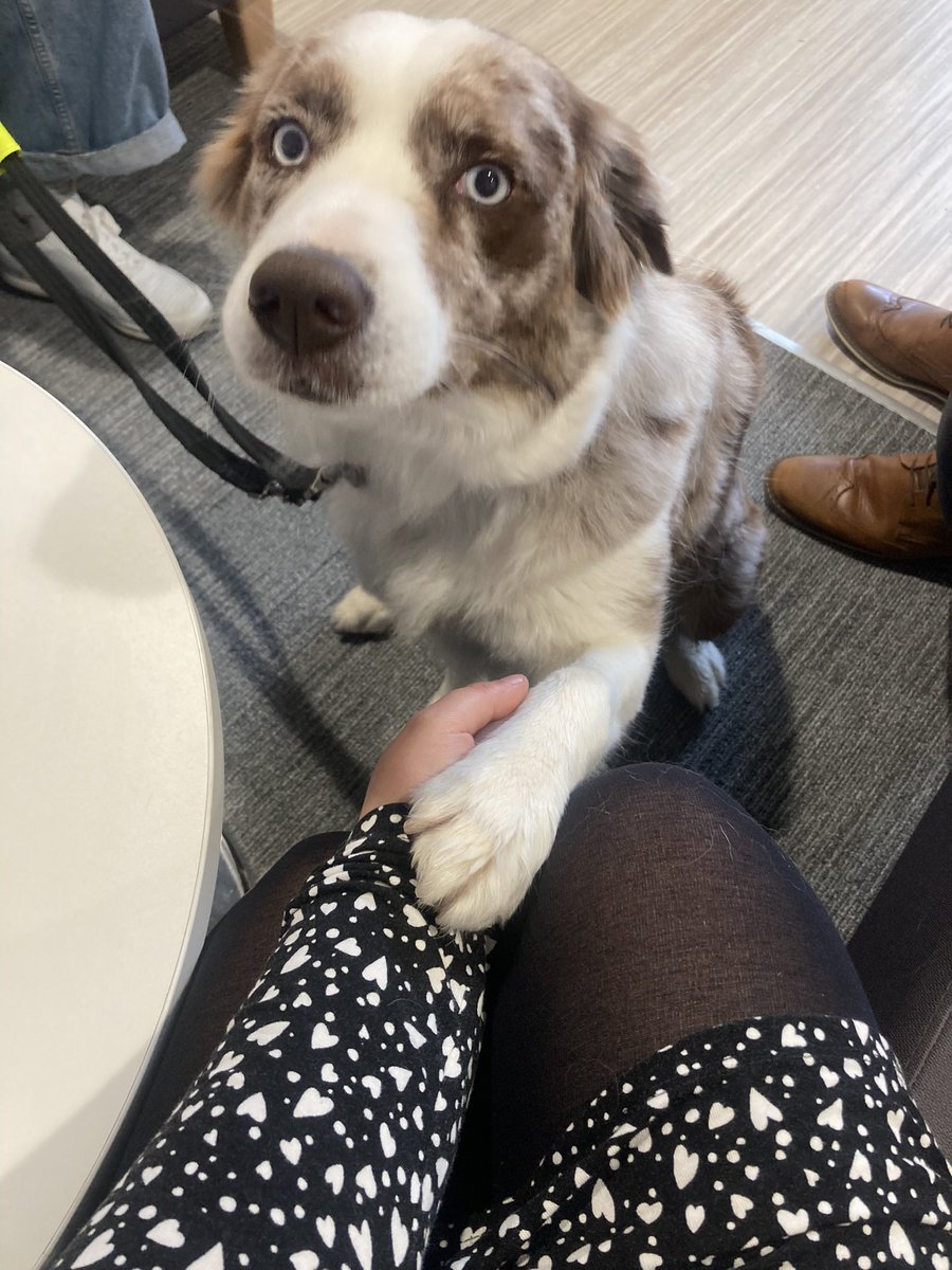 SinclairAcadEng's tweet photo. Lovely to have Lesley from @CanineConcern and the beautiful Bonnie back in today for a visit 😍 great to chat through some exciting plans of Bonnie working in our school as a therapy dog in the future 🫶🏻🤩🐾💜 https://t.co/Gzhv1tKrsd