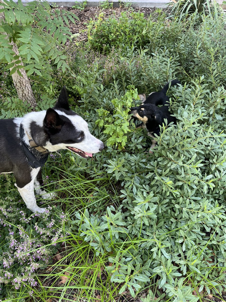 The dogs of #IsoCamp2024 playing during a lecture break.