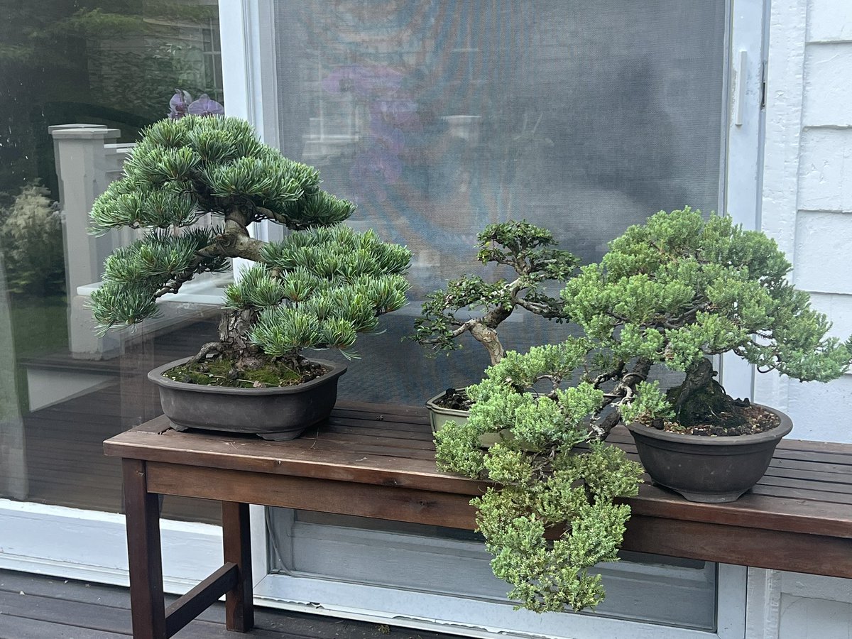 Flavio G Rocha, MD, FACS, FSSO tweet media