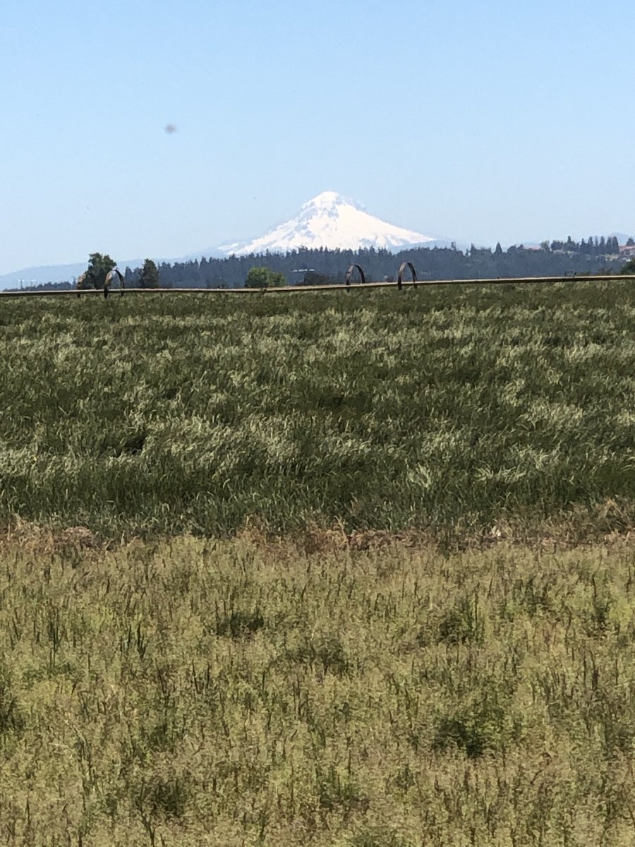 Mt. Hood in background. Another great looking new field of 007XL with a perennial ryegrass field behind. Creeping bentgrass pollinates between 10AM to 12 and the pollen was flying yesterday.