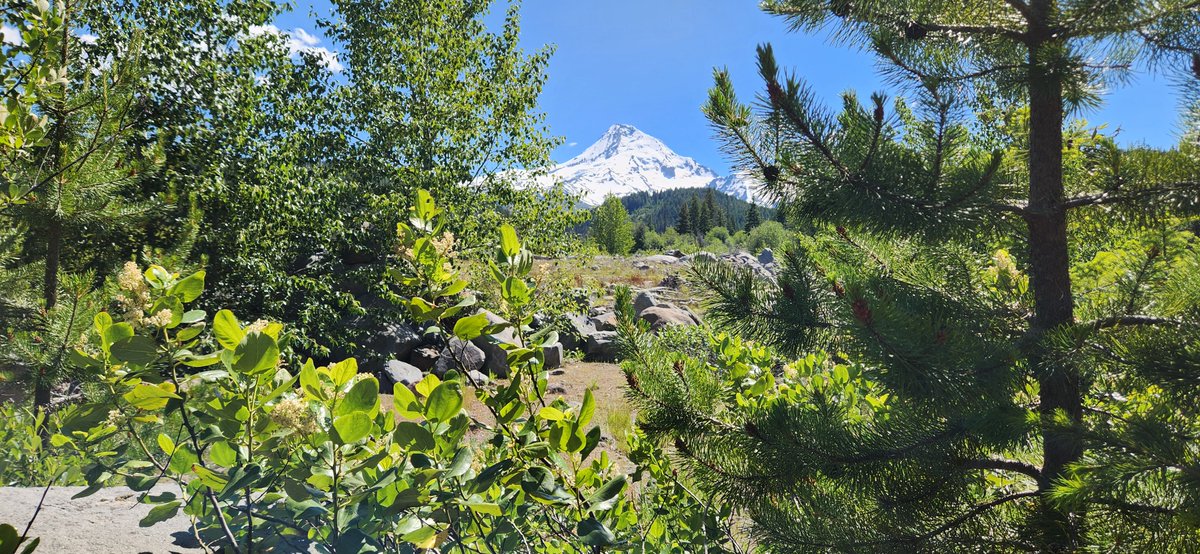 LEIEngineering's tweet image. PHOTO OF THE WEEK:  Locating a new road alignment at the base of Mt Hood