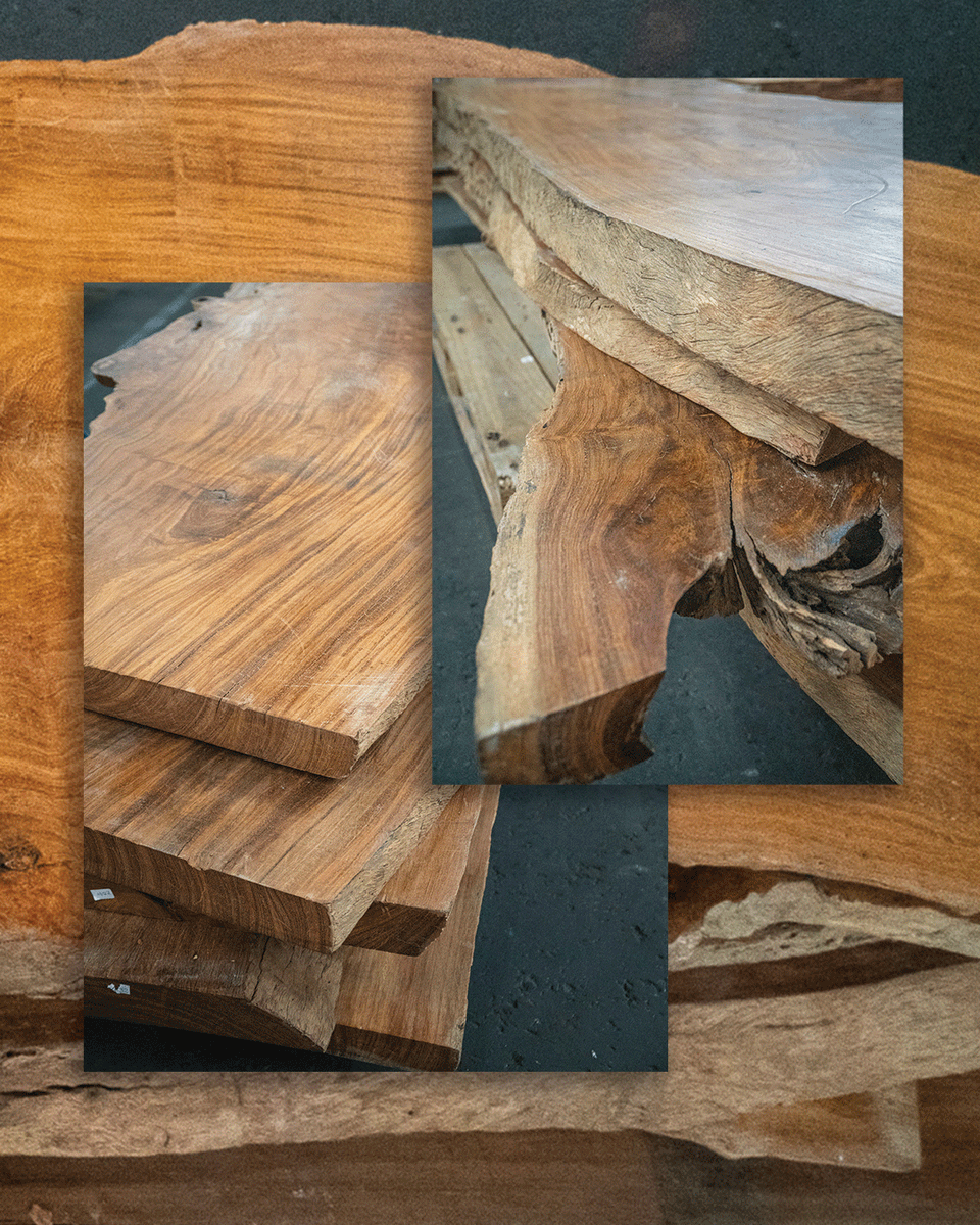 Did you know? 🥭🍃The Mango tree, native to India, Myanmar, and East Asia, belongs to the Anacardiaceae family, alongside Pistachio, Cashew, and Poison Ivy trees.

Fun fact: It can grow incredibly quickly, reaching heights of 15 to 18 meters in just 10-15 years! 🌳