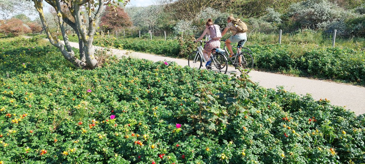 Can you imagine this scenic bike path through the dunes of Westduinpark in The Hague 🇳🇱 has existed for over 100 years?
Only during WWII, as part of the Atlantikwall, was it unusable.
This proves to me that investing in quality cycling infrastructure pays off for generations.