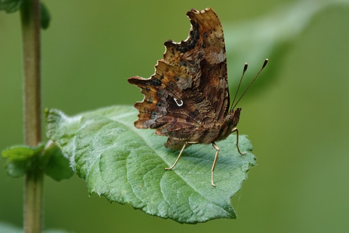 Welsh_Nature_Lady 🏴 tweet media