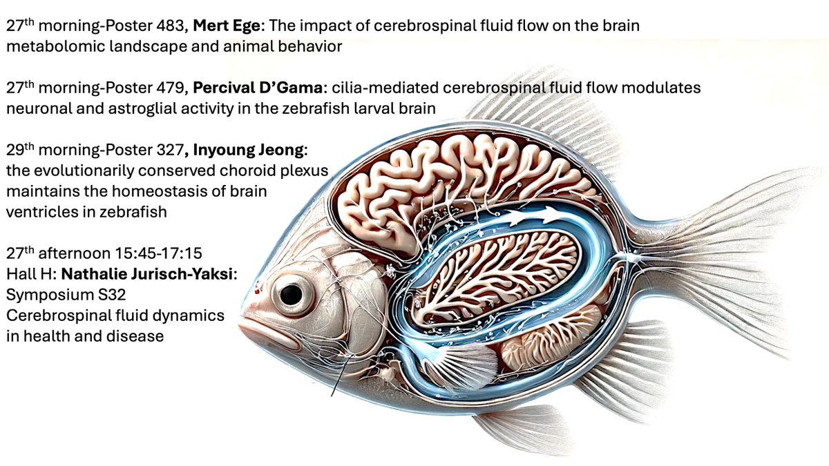 Nathalie Jurisch-Yaksi (@nathaliejuya) on Twitter photo The whole lab <a href="/DgamaPercival/">PercivalDgama</a> <a href="/InyoungJeong2/">Inyoung Jeong (Jung)</a> <a href="/EgeMertege6/">Mert Ege</a> is at #FENS2024 and we will have 4 presentations in the coming 3 days. If you are excited about the brain, cerebrospinal fluid, fluid flow (and maybe fish too), come and stop by our poster and symposium The whole lab <a href="/DgamaPercival/">PercivalDgama</a> <a href="/InyoungJeong2/">Inyoung Jeong (Jung)</a> <a href="/EgeMertege6/">Mert Ege</a> is at #FENS2024 and we will have 4 presentations in the coming 3 days. If you are excited about the brain, cerebrospinal fluid, fluid flow (and maybe fish too), come and stop by our poster and symposium