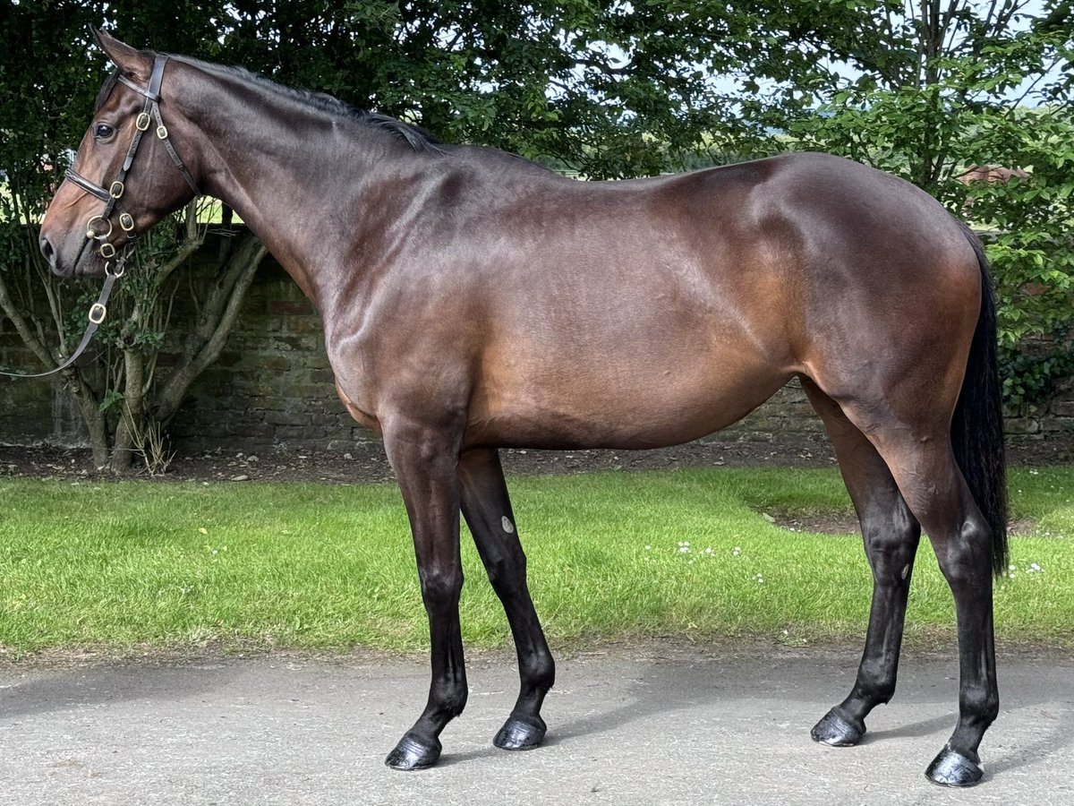 PeelBloodstock's tweet photo. Selling tomorrow lot 355 @Tattersalls_ie GETAWAY filly is a half sister to black type KNOCKANARD LADY from the family of THUNDER AND ROSES & SHIRLEY CASPER @coolmorestud @bloodstocknews @rpbloodstock #RACEHORSE #FUTUREBROODMARE https://t.co/LAoPtmGJii