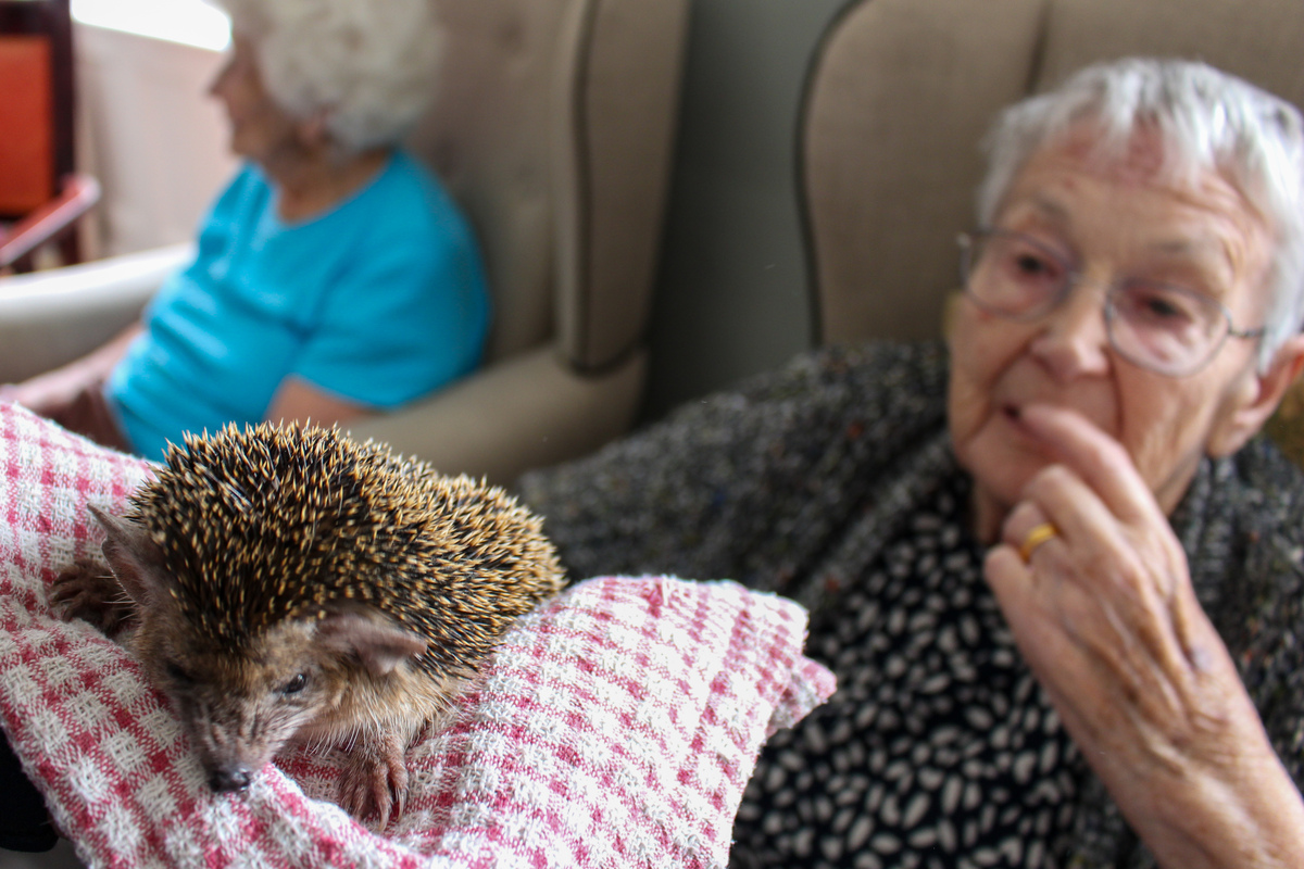Ark Farm Animals visited Bartlett’s recently. Our residents loved stroking the animals on their laps and feeding them carrots and beans. We had a tortoise, a hedgehog, guinea pigs, fur-less guinea pigs, rabbits, chinchillas, a barn owl, chicks and a labrador #carehomelife