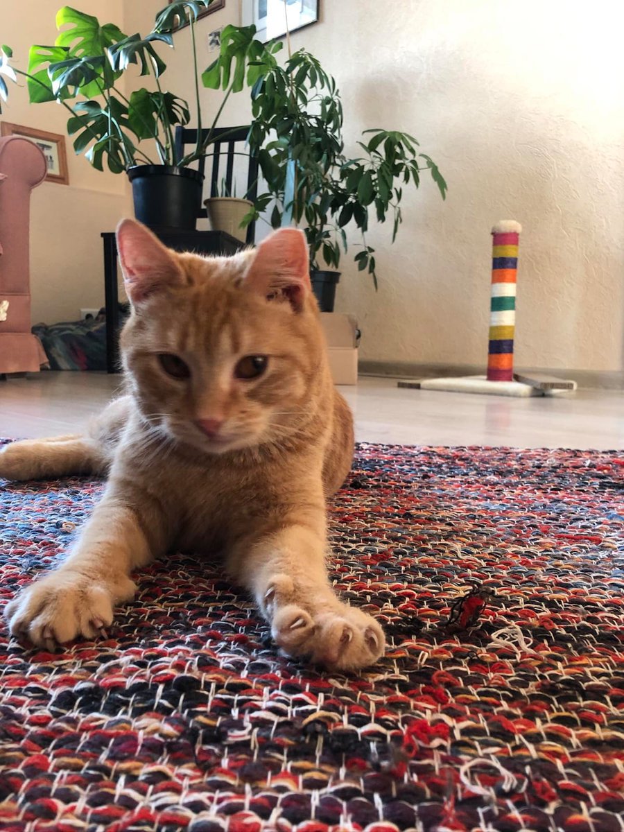 DzabKepa's tweet photo. Tuvu, tuvu - tālu tālumāāā! 🎤🐱
#sveicieninomājām #Fredijs #cat #animalshelter #shelter #rescued #ķepuķepā #kepa #Ķepas #cattweets https://t.co/JMrdkDfTHk