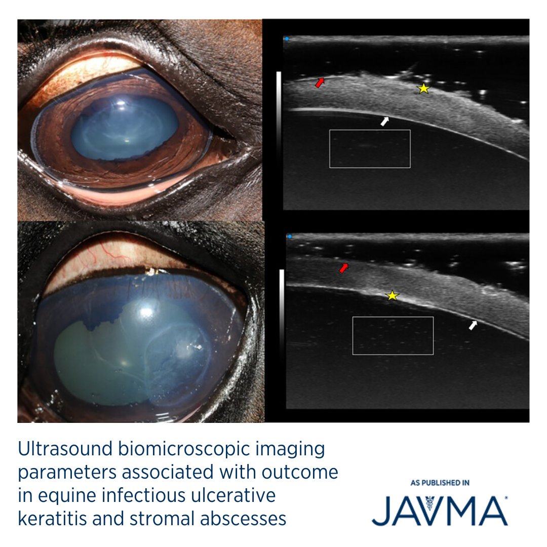 AVMAJAVMA's tweet image. Corneal ultrasound biomicroscopy parameters in horses with corneal disease provide valuable clinical data to augment routine clinical examination. 👁🐴 Learn more: jav.ma/ubm @ncstatevetmed #ultrasoundbiomicroscopy #aqueoushumor #cellcount #infectiouskeratitis