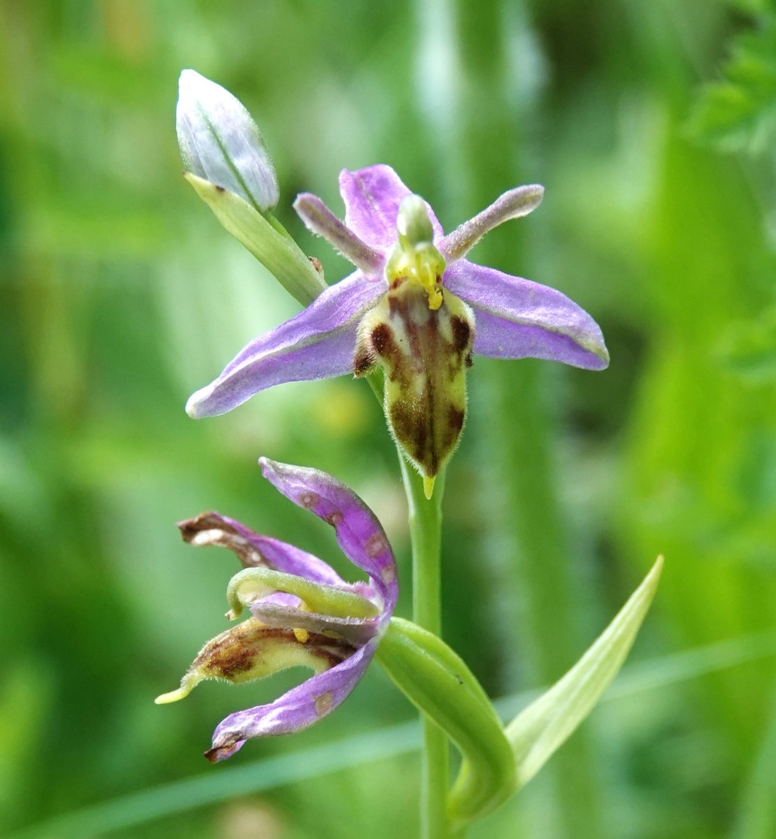 Martin Pitt tweet media