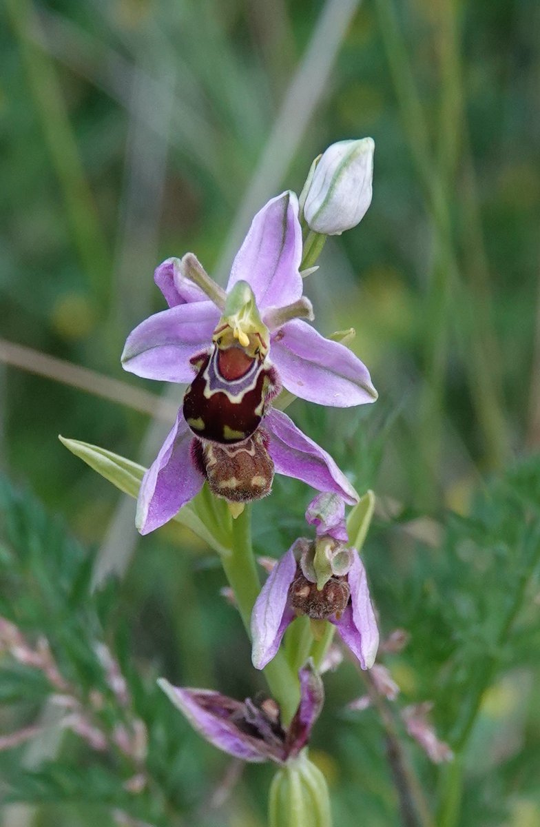 Martin Pitt tweet media