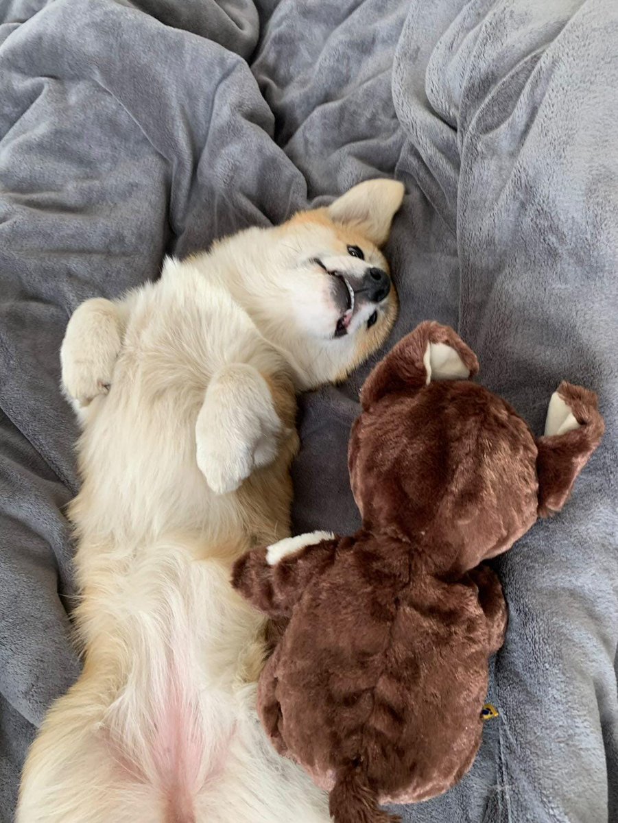 DzabKepa's tweet photo. Tagad un todien 🥰🐶
#sveicieninomājām #Torvi #exAika #rescued #animalshelter #greetingsfromhome #home #dog #corgi #ķepuķepā #Ķepas #Kepa https://t.co/xCv8p6w4Ch
