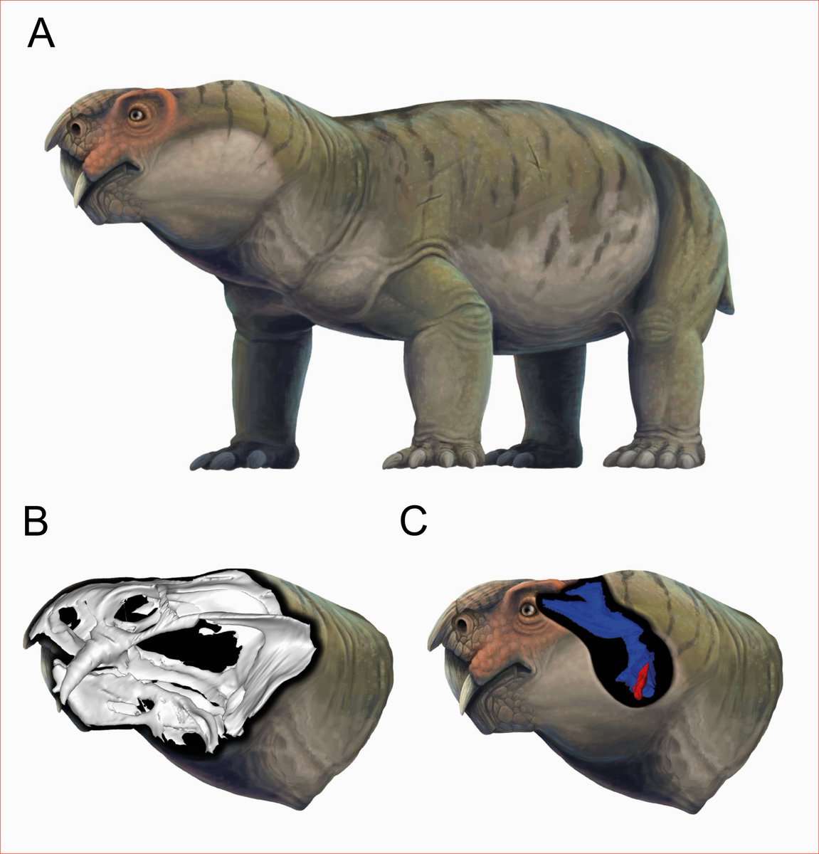 ZoolJLinnSoc's tweet image. The Elgin Marvel, a large Dicynodont from Northern Scotland, helps to expand our understanding of late Permian #Biogeography by revealing a new clade of bidentalians! 
ow.ly/qvUX50SpVne
@LinneanSociety @OxfordJournals @HoudzGeorge @davfof @JurassicClark1 @SteveBrussate