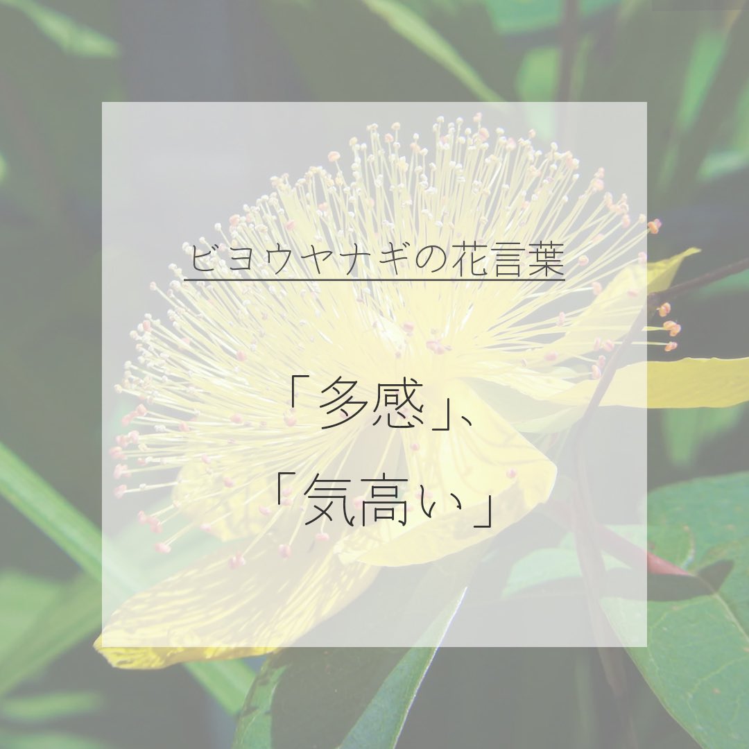 itismizu's tweet photo. 6月26日の誕生花は、
ビヨウヤナギ* 未央柳　(英：Chinese Hypericum)

花言葉は「気高い」、「多感」など

中央から突き出ているのは雄しべで、長くて目立ち。雨にもかかわらず、美しい黄金色の花を力強く咲かせます。雨の中でも光り輝く姿、人々に愛されてます。

#dayday花project #花言葉シリーズ https://t.co/Gc8PjPCvdS