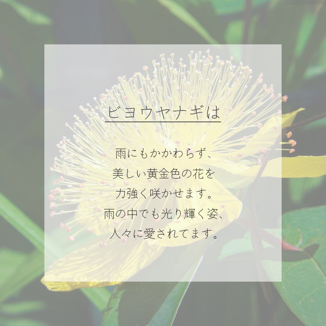 itismizu's tweet photo. 6月26日の誕生花は、
ビヨウヤナギ* 未央柳　(英：Chinese Hypericum)

花言葉は「気高い」、「多感」など

中央から突き出ているのは雄しべで、長くて目立ち。雨にもかかわらず、美しい黄金色の花を力強く咲かせます。雨の中でも光り輝く姿、人々に愛されてます。

#dayday花project #花言葉シリーズ https://t.co/Gc8PjPCvdS
