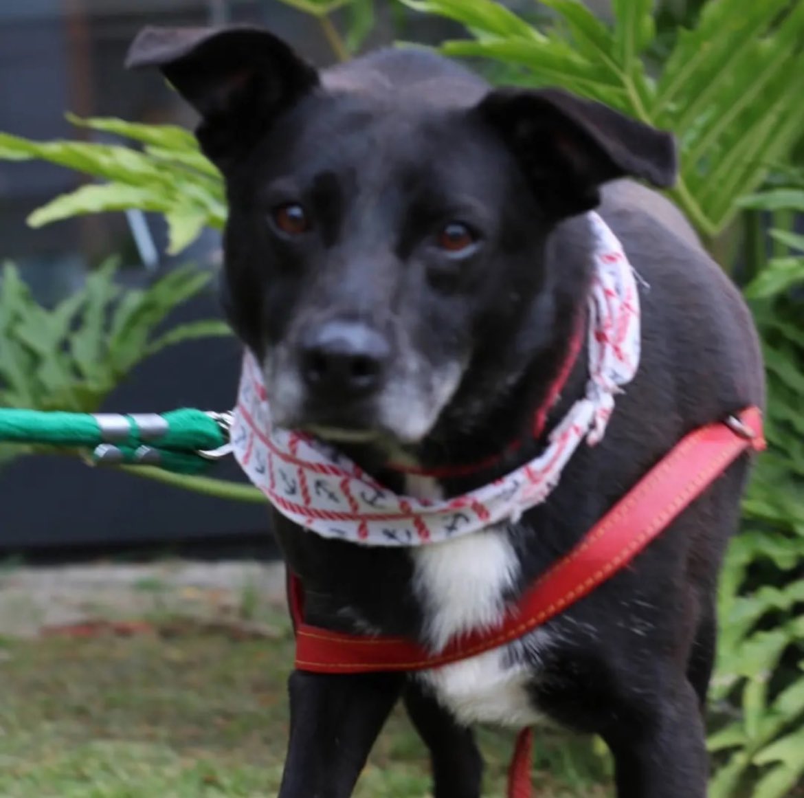 kaotinho's tweet photo. Amigos, já fazem + de 4 anos q o Ingus foi resgatado e até agora nenhum contato de adoção.💔

Infelizmente, junto c/ os anos também se vão a alegria, a esperança e a saúde desses 🐕, quem acompanha a vida no abrigo sabe!

Nos ajudem a mudar a vida dele, pf🙏. SP. DM ou 97337-2776 https://t.co/bWnMrLku6l