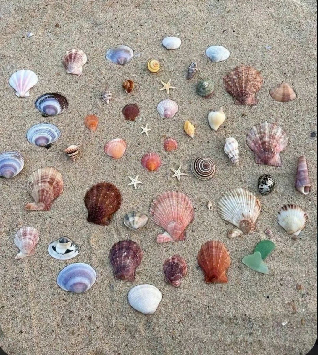 🐚