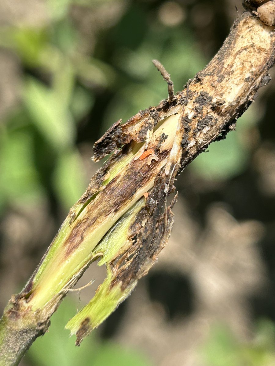 Although we didn’t capture any adults in emergence cages this year (so far), soybean gall midge larvae are active in Iowa. Found these in a soybean field in Carroll County this week.
<a href="/erinwhodgson/">Erin Hodgson</a> <a href="/justinmcmechan/">Justin McMechan</a>