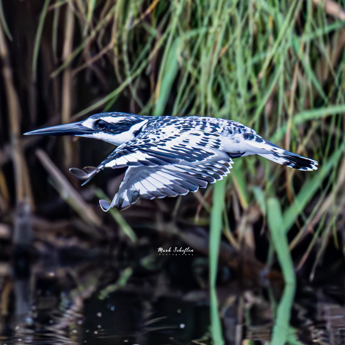 charlieschef's tweet photo. Pied Kingfisher, Lake Mutanda, Uganda, #birdphotography #birdwatching #TwitterNatureCommunity #birdsofinstagram #birds #audubon #bird #naturephotography #wildlifephotography #birdlovers #BritishNatureGuide #birdwatching #birdsinafrica #NaturePhotography #BirdsSeenIn2024 https://t.co/xj1tdCRl19