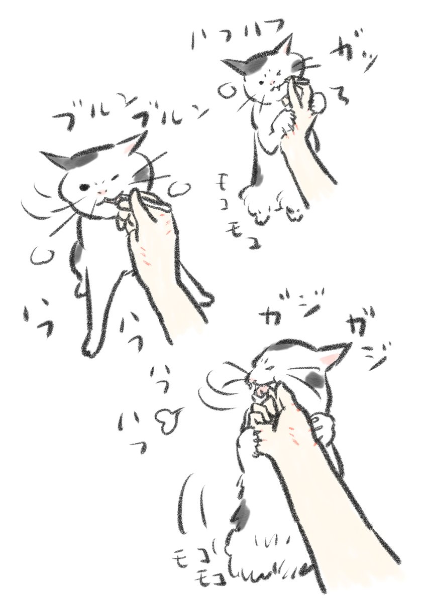 歯磨きのおやつを食べてる時の凶悪な顔と、立つと膝?の辺りがモコモコしてどうなってるかよくわからない事になってる猫が好き。 