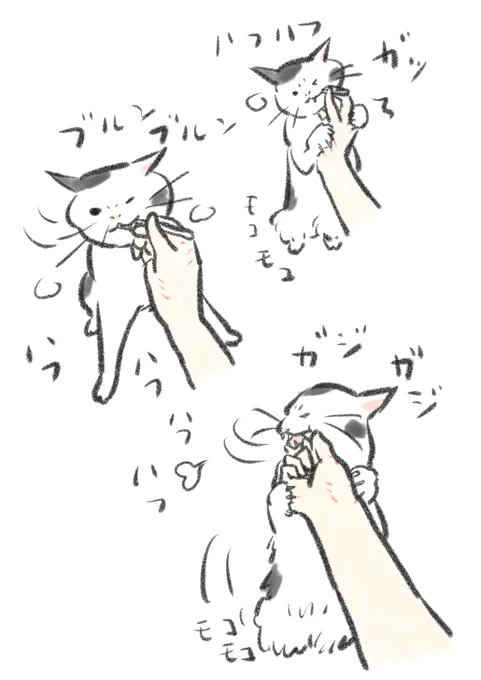 歯磨きのおやつを食べてる時の凶悪な顔と、立つと膝?の辺りがモコモコしてどうなってるかよくわからない事になってる猫が好き。 