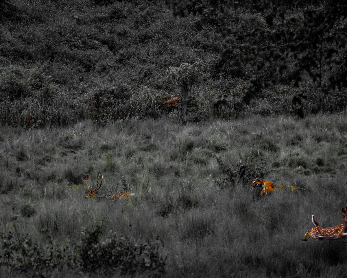 NaraJayaraman's tweet photo. Spectacular action as the tiger surprised the deer and ended up with the kill. #TigerSafari #tigerhunting #wildlife @IndiAves @SahirDoshi https://t.co/AASAtNhATK