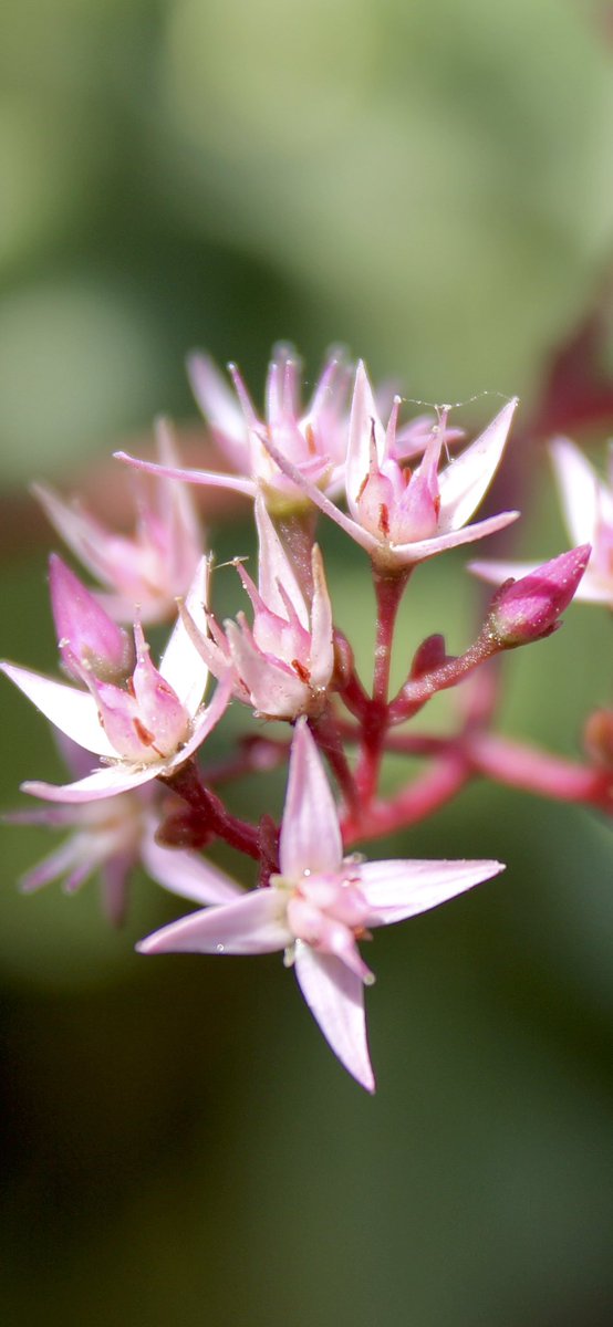I completed a 13km Run/Shadow Boxing/Yoga for #TeamAva 😇 #NunsRunTheWorld &amp; #WarriorNunRun!

We've run 77429km.

Log yours tinyurl.com/nun-run

 #SaveOURWarriorNun #FreePalestine via <a href="/NunsRunTheWorld/">#NunsRunTheWorld 🇵🇸</a>
