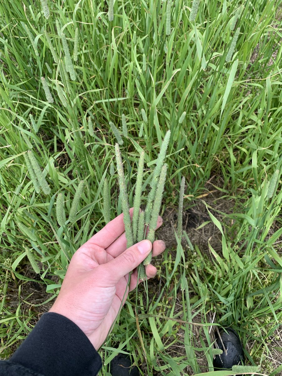 Timothy in the interlake.  Grasses love moisture and this is looking real decent for first of 5 harvests.