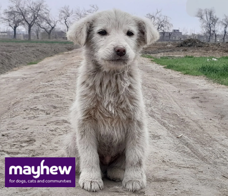 OliviaTheFluffy's tweet photo. £15 could help provide essential ##vaccinations for street #dogs in Afghanistan and Georgia and protect them against #rabies and the most common infectious diseases https://t.co/mPmealaPHv https://t.co/OyxJfftuek
