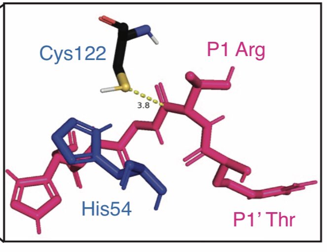Dr. Meike Dittmann 🦠🇩🇪🇺🇸 (@dittmannlab) on Twitter photo What is this mystery protein complex structure? Find out TODAY at #ASV2024 Joaquin Rodriguez Galvan presenting on the first directly-acting antiviral SERPIN in W42-6 at 8:21 pm and the adjacent poster session ! #lovevirology What is this mystery protein complex structure? Find out TODAY at #ASV2024 Joaquin Rodriguez Galvan presenting on the first directly-acting antiviral SERPIN in W42-6 at 8:21 pm and the adjacent poster session ! #lovevirology