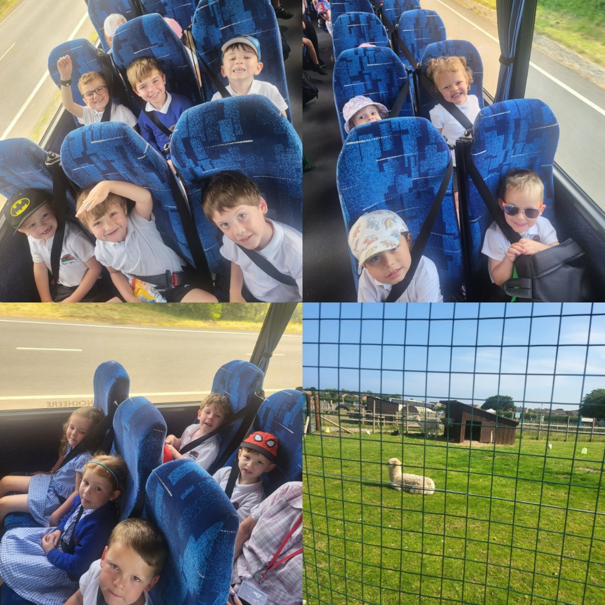 We've had the best day at <a href="/Manorafonfarm/">Manorafon Farm Park</a>. We've fed animals, stroked the bunnies &amp; guinea pigs, and cheered for the pig race 🐖 
<a href="/SychdynSchool/">Ysgol Sychdyn</a>