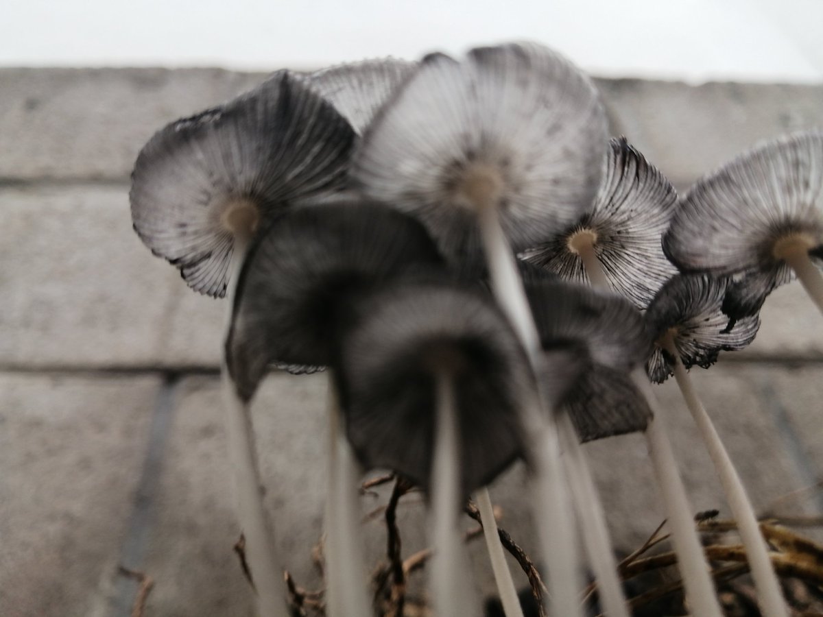 cgrodriguezh's tweet photo. @Fungi_Cosas
Bom dia.
Salieron en mi composta. https://t.co/EGDZraKbcb